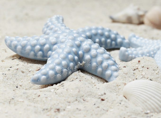 Stock Images starfish, shell, shore, 5k, Stock Images 9759211811